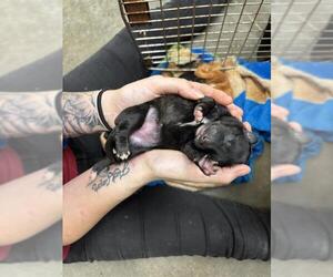 Labrador Retriever-Unknown Mix Dogs for adoption in Rosenberg, TX, USA