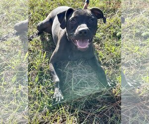 Labrador Retriever-Unknown Mix Dogs for adoption in Tarrytown, GA, USA