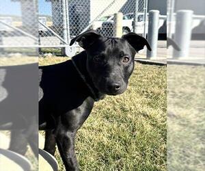 American Pit Bull Terrier-Unknown Mix Dogs for adoption in Lee's Summit, MO, USA