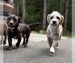 Doodle Dogs for adoption in Arlington, WA, USA