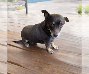 Dachshund Dogs for adoption in Menifee, CA, USA