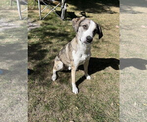 Catahoula Leopard Dog-Unknown Mix Dogs for adoption in Sandy, UT, USA