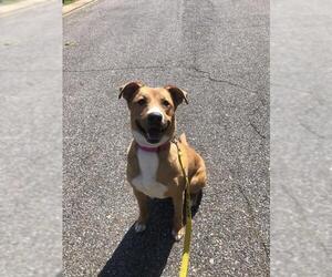 Black Mouth Cur-Boxer Mix Dogs for adoption in byhalia, MS, USA