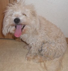 Maltipoo Dogs for adoption in Olalla, WA, USA