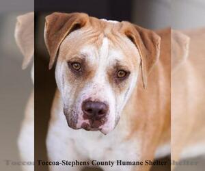 Mutt Dogs for adoption in Toccoa, GA, USA