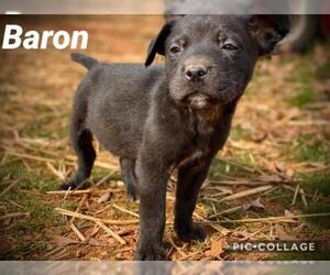 Borador Dogs for adoption in Forest, VA, USA