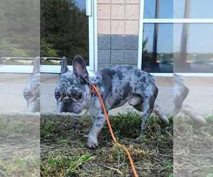 French Bulldog Dogs for adoption in New York, NY, USA