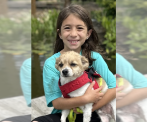 Chihuahua-Unknown Mix Dogs for adoption in Thomasville, NC, USA
