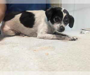 Chihuahua-Unknown Mix Dogs for adoption in Pasadena, CA, USA