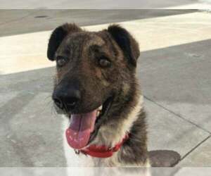 Border Collie-Unknown Mix Dogs for adoption in Martinez, CA, USA