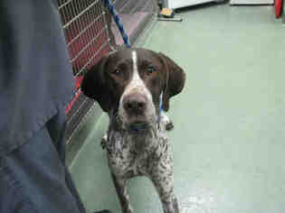 German Shorthaired Pointer Dogs for adoption in Santa Fe, NM, USA