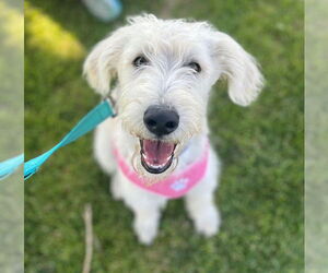Labrador Retriever-Unknown Mix Dogs for adoption in Salt Lake City, UT, USA