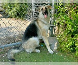 German Shepherd Dog Dogs for adoption in Toronto, Ontario, Canada