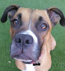 Boxer Dogs for adoption in Tucson, AZ, USA