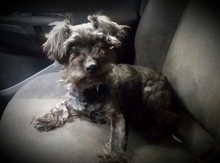 Miniature Schnauzer-Unknown Mix Dogs for adoption in Scotts Hill, TN, USA