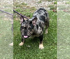 Free-Lance Bulldog Dogs for adoption in Marine City, MI, USA