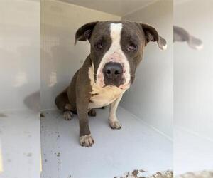 American Pit Bull Terrier Dogs for adoption in Houston, TX, USA