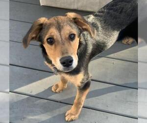 Australian Shepherd-Beagle Mix Dogs for adoption in Pacolet, SC, USA