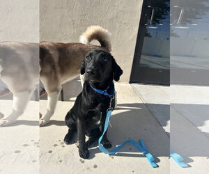 Labrador Retriever-Unknown Mix Dogs for adoption in Lancaster, PA, USA