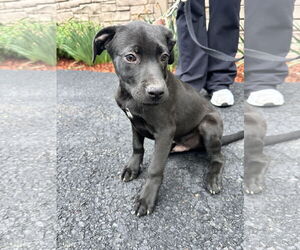 Labrador Retriever-Unknown Mix Dogs for adoption in Sterling, MA, USA