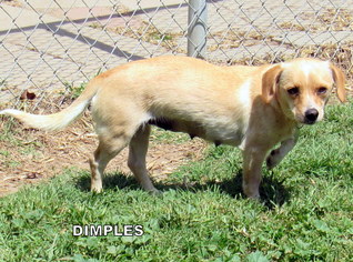 Medium Photo #1 Doxle Puppy For Sale in Lindsay, CA, USA
