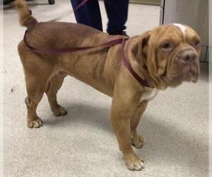 Bull-Boxer Dogs for adoption in Riverside, CA, USA