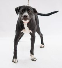 Medium Photo #4 Lab-Pointer Puppy For Sale in Alpharetta, GA, USA