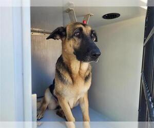 German Shepherd Dog Dogs for adoption in Houston, TX, USA