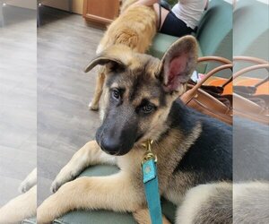 German Shepherd Dog Dogs for adoption in Wheaton, IL, USA