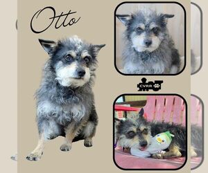 Mutt Dogs for adoption in Lindsay, CA, USA