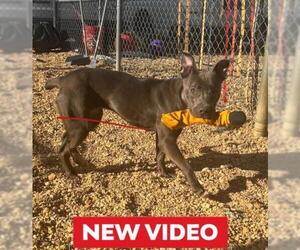 American Pit Bull Terrier Dogs for adoption in Forestville, MD, USA
