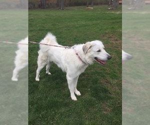Great Pyrenees Dogs for adoption in Batavia, OH, USA