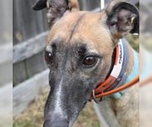 Greyhound Dogs for adoption in Grandville, MI, USA