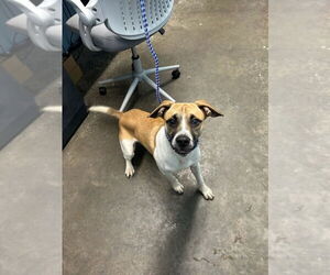 Jack Russell Terrier-Unknown Mix Dogs for adoption in Evansville, IN, USA