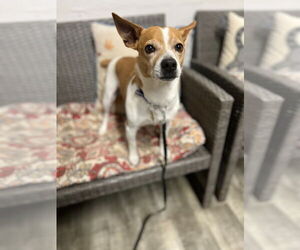 Jack Russell Terrier Dogs for adoption in Ellijay, GA, USA