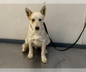 Australian Cattle Dog-Unknown Mix Dogs for adoption in Visalia, CA, USA