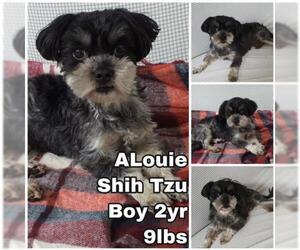 Shih Tzu Dogs for adoption in Seattle, WA, USA
