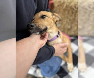 Mutt Dogs for adoption in Bridgewater, NJ, USA