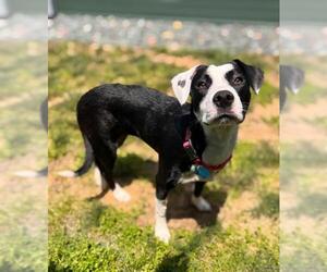 American Pit Bull Terrier-Great Pyrenees Mix Dogs for adoption in Waterford, VA, USA