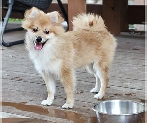 Pomeranian Dogs for adoption in Lebanon, PA, USA