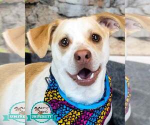 Beagle-Unknown Mix Dogs for adoption in Kennesaw, GA, USA