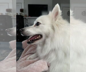 American Eskimo Dog Dogs for adoption in Forest, VA, USA