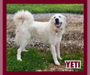 Great Pyrenees Dogs for adoption in Jasper, IN, USA
