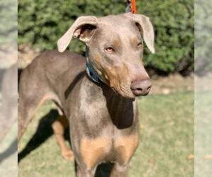 Doberman Pinscher Dogs for adoption in Opelika, AL, USA