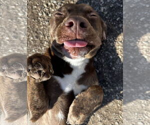 American Pit Bull Terrier-Unknown Mix Dogs for adoption in Corning, AR, USA