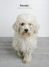Dandie Dinmont Terrier-Unknown Mix Dogs for adoption in Littleton, CO, USA