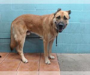 German Shepherd Dog-Unknown Mix Dogs for adoption in Downey, CA, USA