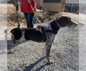 German Shorthaired Pointer Dogs for adoption in Rocky Mount, VA, USA