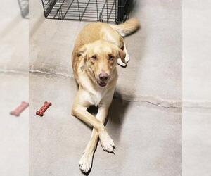 Labrador Retriever Dogs for adoption in Rutledge, TN, USA