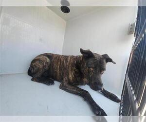 Plott Hound-Unknown Mix Dogs for adoption in Houston, TX, USA
